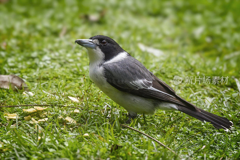 灰伯劳鸟(Cracticus torquatus)